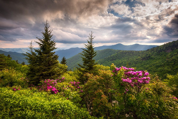 Asheville NC Blue Ridge Parkway Scenic Summer Bloom Landscape Print