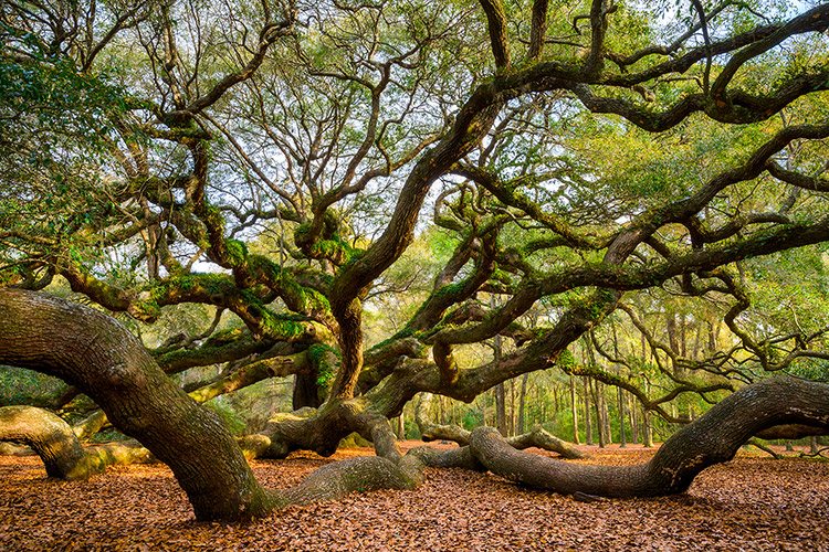 Angel Oak Charleston Landscape Photography