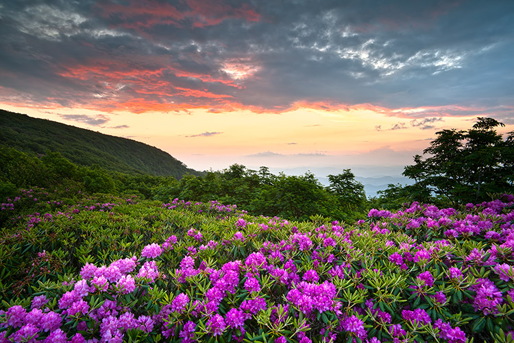 Craggy Gardens Rhododendron Bloom Sunset Photography Print