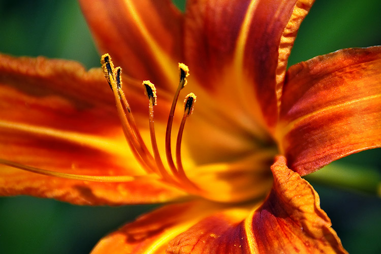 Day Lily Flower Closeup Asheville North Carolina Flower Photography