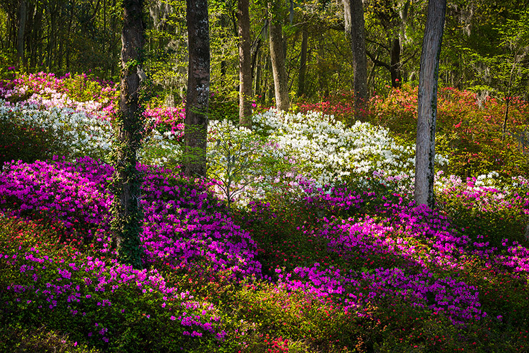 Charleston SC Spring Azalea Bloom Landscape Photography Art Prints