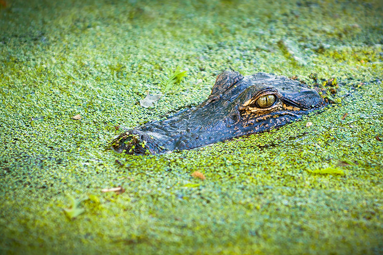 Alligator Closeup Charleston South Carolina Wildlife Photography