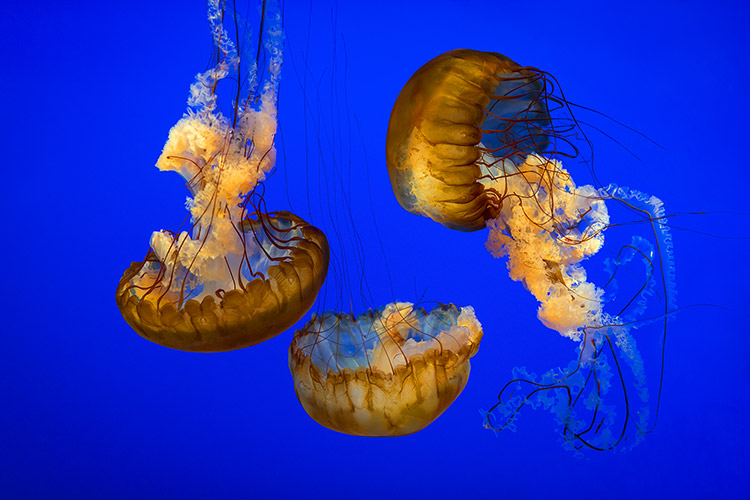 Sea Nettle Jellyfish Gatlinburg TN Ripleys Aquarium Marine Life