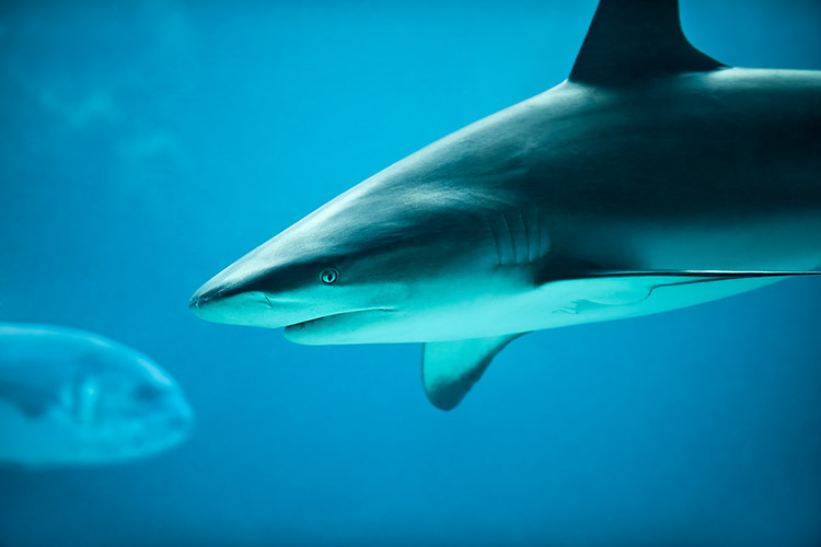 Caribbean Reef Shark Underwater Wildlife Photography