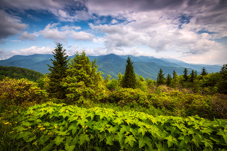 Asheville Blue Ridge Mountains Mt Mitchell Scenic Landscape Photography Print