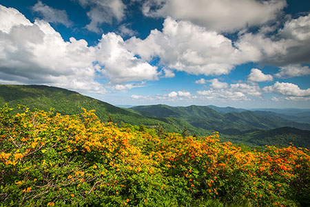 Appalachian Mountains Flame Azalea Flower Bloom Roan Mountain