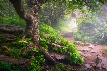 Foggy Forest Hiking Trail Asheville NC