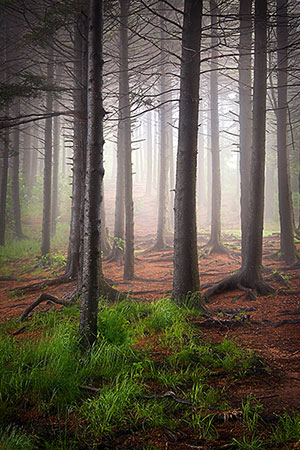 Blue Ridge Mountains Foggy Forest Trees Landscape
