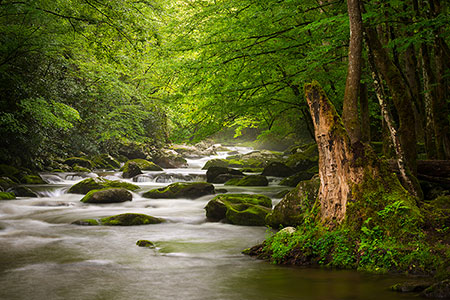 Tremont Great Smoky Mountains Scenic Landscape