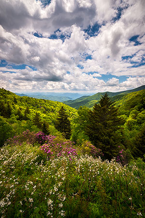 Appalachian Mountains Spring Flowers Landscape