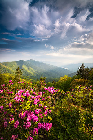 Summer Rhododendron Flowers Asheville NC Mountains Landscape