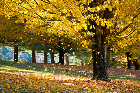 Autumn Maple Trees Hendersonville NC Nature Photography