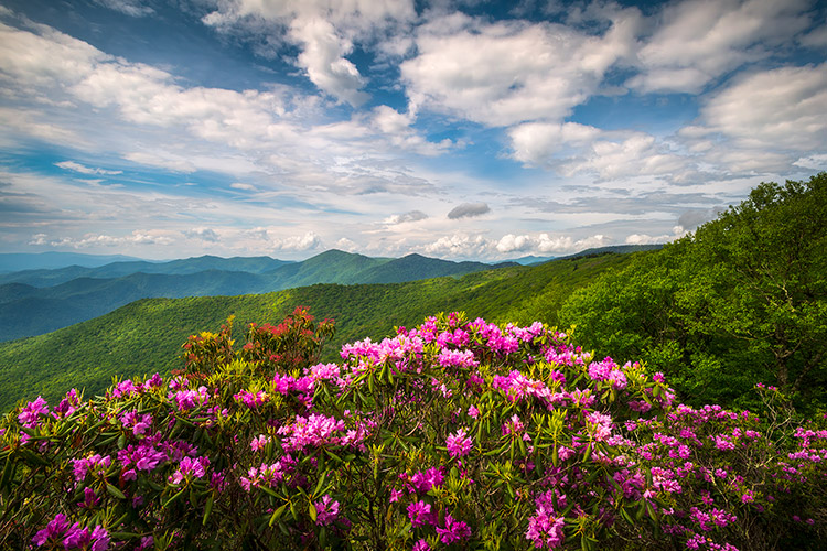 Blue Ridge Parkway Spring Rhododendron Blooms Scenic Art Print