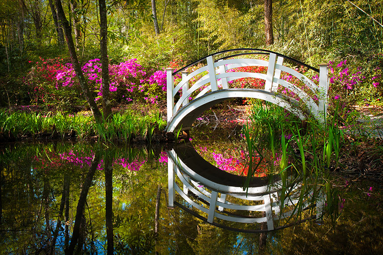 Magnolia Gardens Charleston South Carolina Nature Photography Print