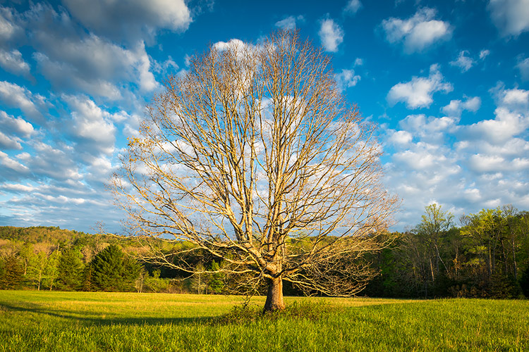 Lone Oak Tree Cades Cove Great Smoky Mountains Print