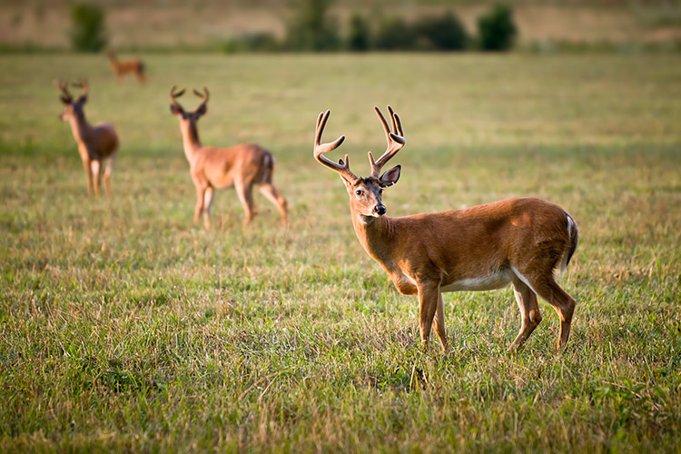 Cades Cove Wildlife Photography White Tailed Deer Bucks