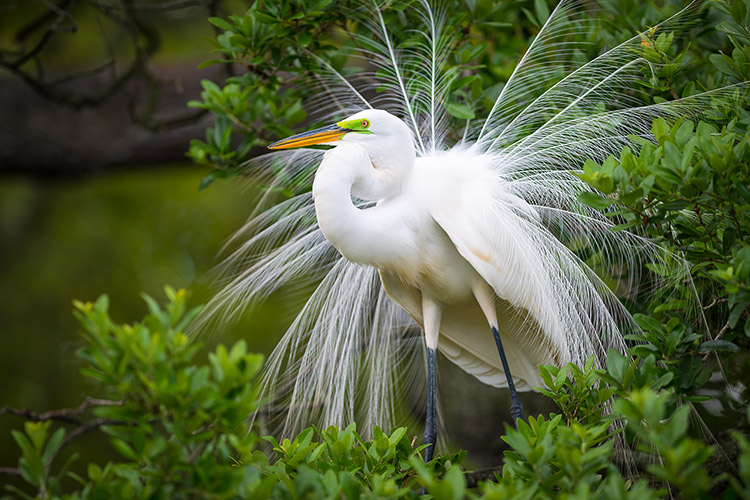 Nesting Great White Egret Alligator Farm St Augustine FL