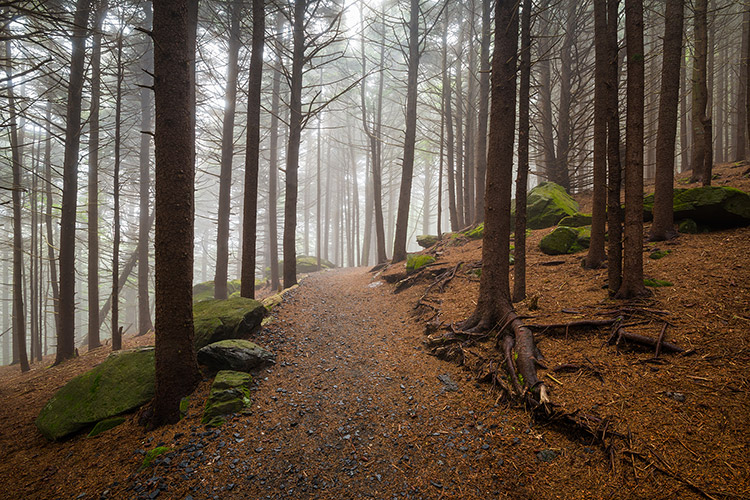 Appalachian Trail Forest Fine Art Print