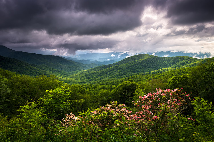 Blue Ridge Parkway Spring Flowers Scenic Landscape Photography Prints