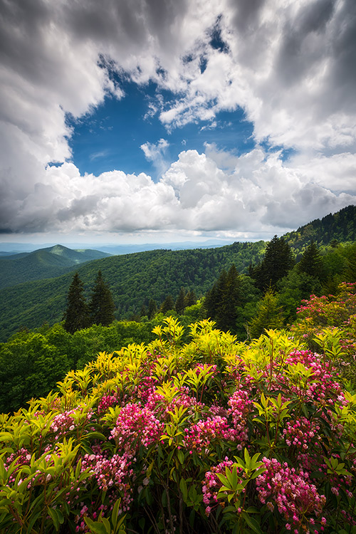 Spring Flowers Blue Ridge Parkway Landscape Prints