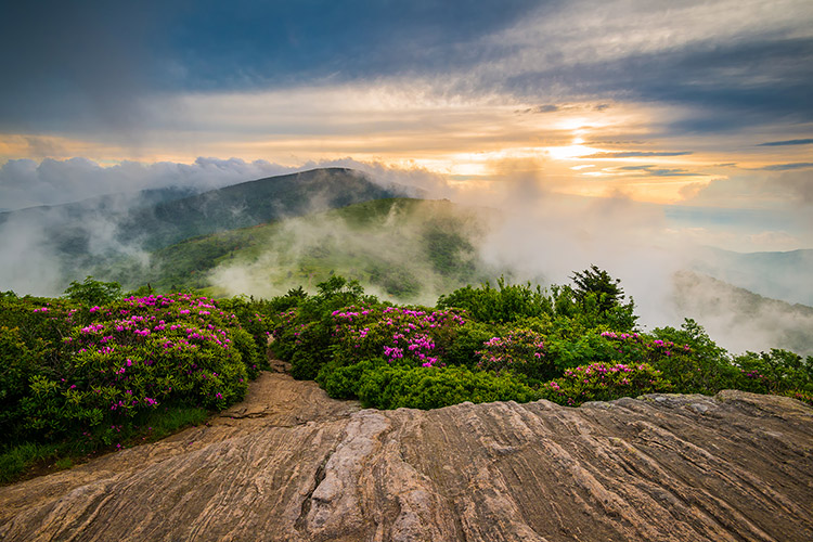 Appalachian Trail Roan Mountain Scenic Spring Rhododendron Flowers Landscape Print
