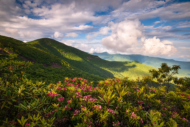 Craggy Gardens Mountain Laurel Flowers Blooming Asheville NC