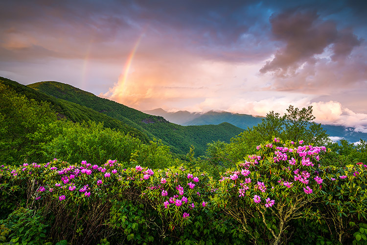 Asheville NC Craggy Gardens Landscape Print