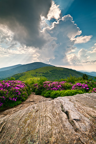 Roan Mountain Appalachian Trail Photography Art Prints