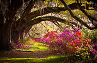 magnolia plantation charleston sc