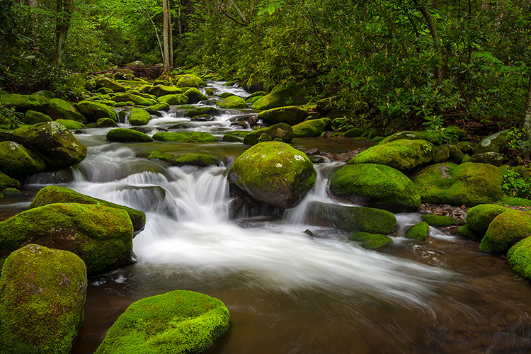 Smoky Mountains Moss Covered Creek Gatlinburg Prints