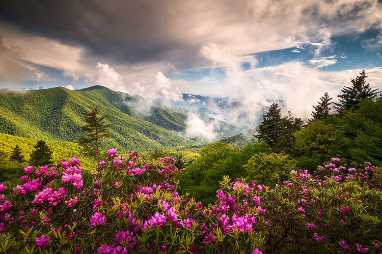 Asheville NC Blue Ridge Parkway Scenic Summer Bloom Landscape Print