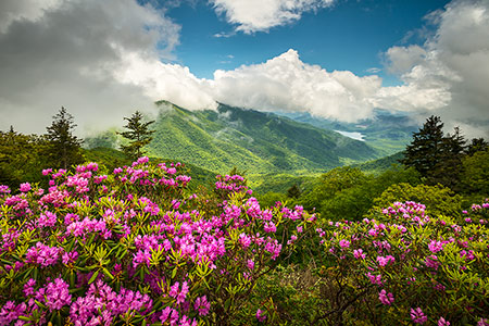 Asheville NC Blue Ridge Parkway Scenic Summer Bloom Landscape