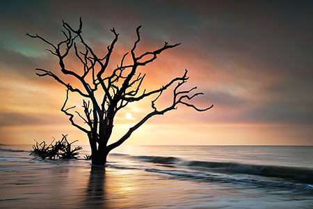 Botany Bay Boneyard Beach Edisto Island SC Landscape Photography