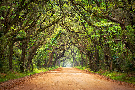 South Carolina Edisto Island Botany Bay Road Photography