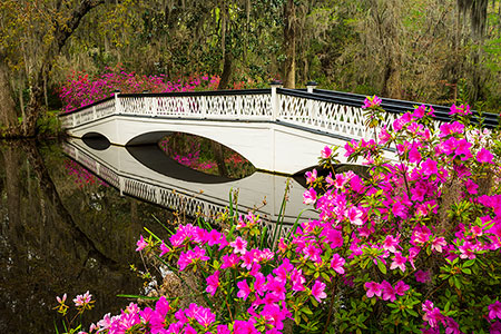 Spring Flowers Bloom Charleston SC Plantation Landscape