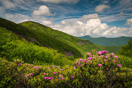 Craggy Gardens Blue Ridge Parkway Spring Flowers Landscape