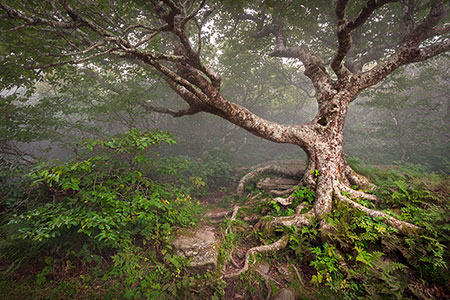 Craggy Gardens Hiking Trail Beech Tree Landscape