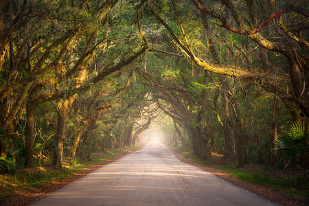 South Carolina Edisto Island Landscape Botany Bay Photography