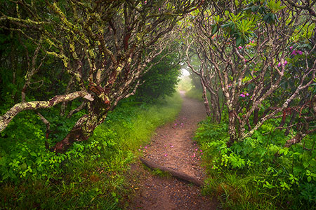 North Carolina Asheville NC Appalachian Trail Hiking