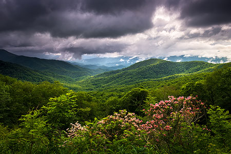 Blue Ridge Parkway Spring Flowers Scenic Landscape Photography