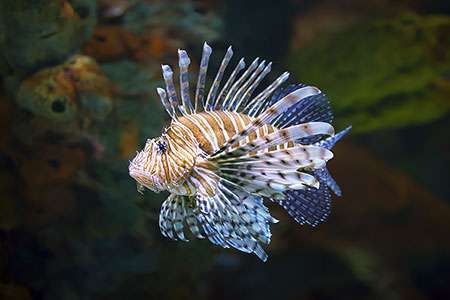 Lionfish At The Gatlinburg Aqaurium