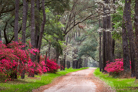 Charleston SC Lowcountry Landscape Photo Location