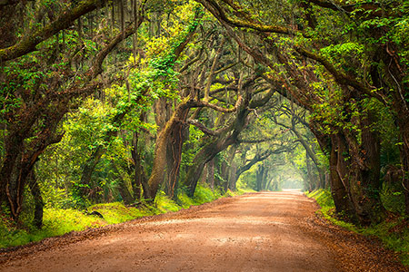 Charleston SC Lowcounty Landscape Canvas Print