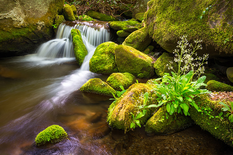 Roaring Fork Spring Stream Smoky Mountains