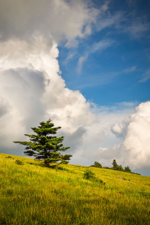 Roan Mountain Highlands Round Bald Summer Landscape