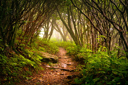 Craggy Gardens Hiking Trail Blue Ridge Mountains Asheville NC Photography