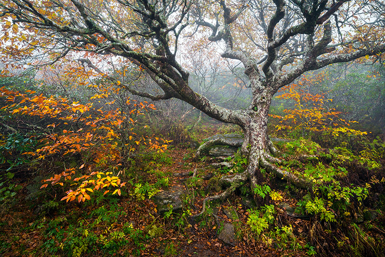 Blue Ridge Parkway Photography Craggy Gardens Autumn Tree Landscape