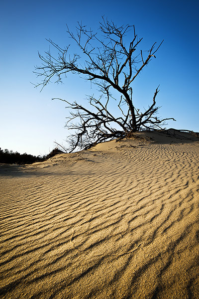 Jockeys Ridge State Park OBX North Carolina